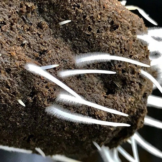 Plant Success King Crab 100ml – naturalny stymulator korzeni i gleby, zwiększa fosfor 