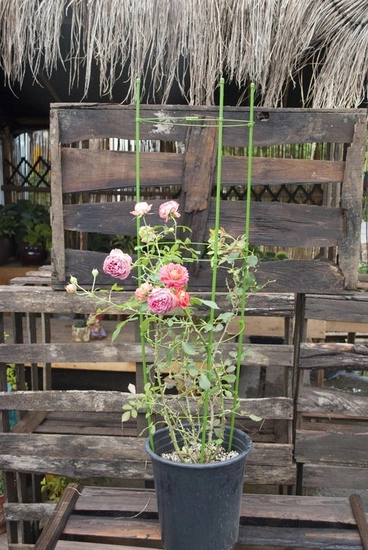 Herbgarden Flower Support Bracket h60cm ϕ22cm - podpórka do roślin