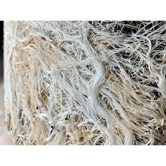 Plant Success King Crab 473ml – naturalny stymulator korzeni i gleby, zwiększa fosfor 