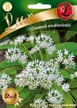 Nasiona Czosnku niedźwiedziego - W. Legutko