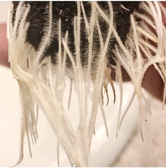 Plant Success King Crab 100ml – naturalny stymulator korzeni i gleby, zwiększa fosfor 