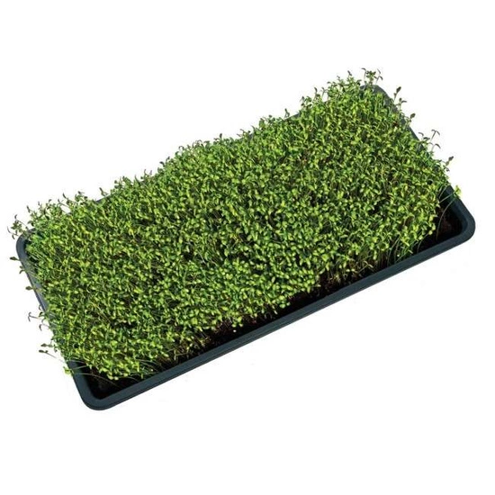 Taca uprawowa Garland Microgreens czarna z dziurami 56x28x3cm