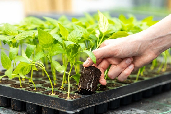 Canna Rootplugs – taca z wkładami do wysiewu, kiełkowania i klonowania roślin 77 szt