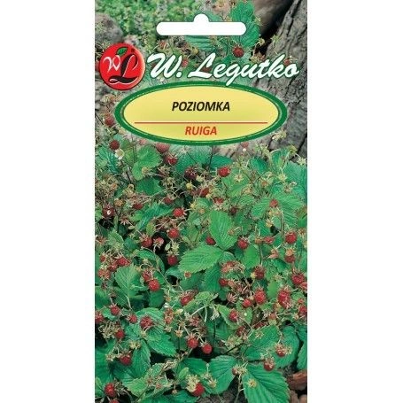 Poziomka Rugia  - Fragaria vesca - 0,20g