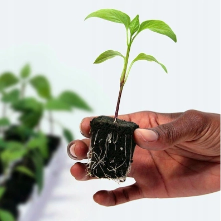 Growth Technology Root Riot Tray 77 - kostki gąbki torfowe do sadzonek / klonów taca 77szt
