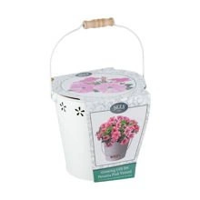 Zestaw do uprawy Petunii Pink Veined w ziemi