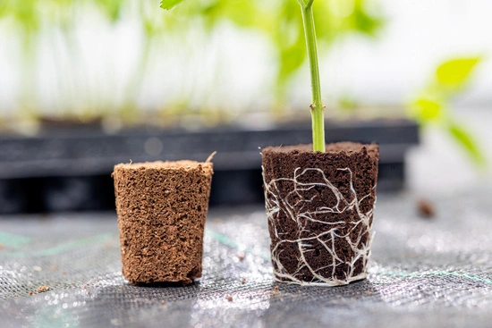 Canna Rootplugs – taca z wkładami do wysiewu, kiełkowania i klonowania roślin 77 szt