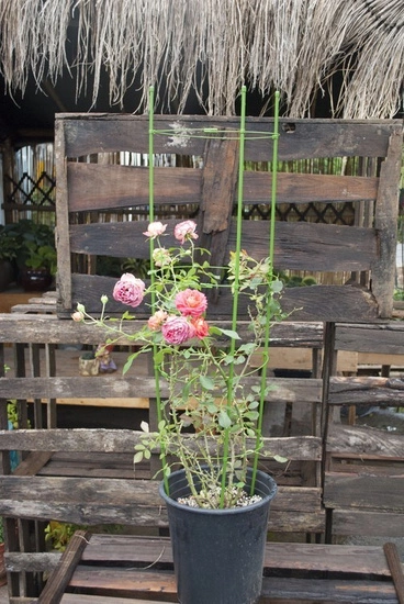 Herbgarden Flower Support Bracket h120cm ϕ28cm - podpórka do roślin