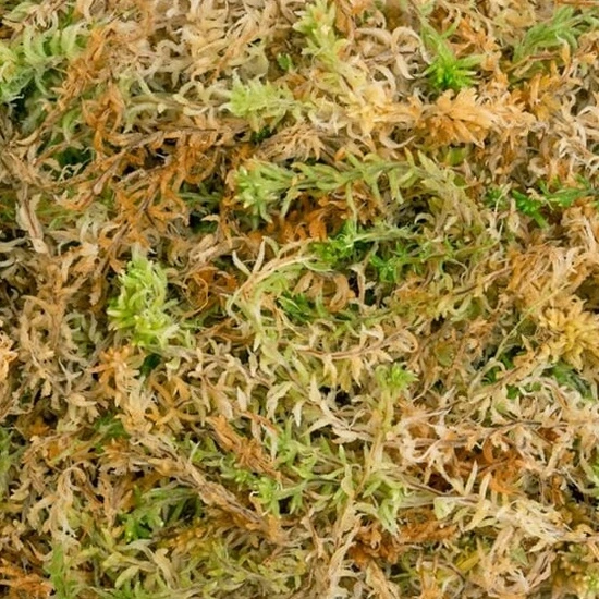 Besgrow Mech torfowiec Sphagnum Spagmoss Premier AAA 150G 12L 