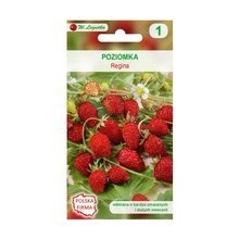 Poziomka Regina- Fragaria vesca 'Regina' 0,10g