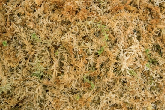 Besgrow Mech torfowiec Sphagnum Spagmoss Blended 150G 12L 