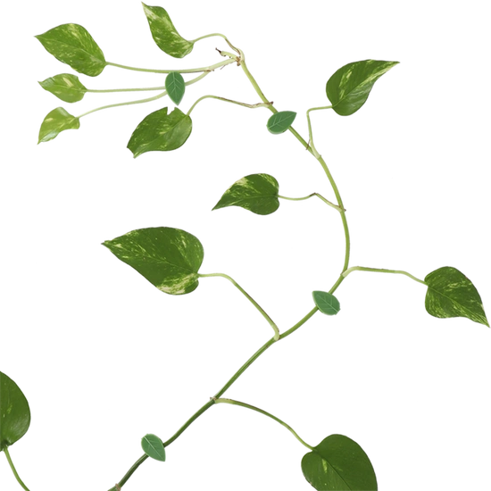 Esschert Design – Zestaw klipsów do roślin w kształcie liści (10 szt.) 