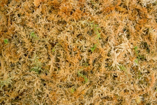 Besgrow Mech torfowiec Sphagnum Spagmoss 500G 40L