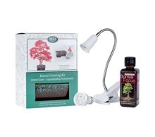 Zestaw do uprawy Bonsai SWEET GUM od nasiona w doniczce ozdobnej