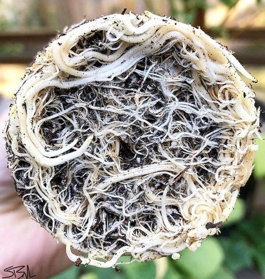 Plant Success King Crab 473ml – naturalny stymulator korzeni i gleby, zwiększa fosfor 