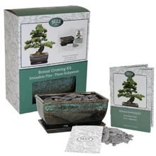 Zestaw do uprawy Bonsai Jerusalem Pine od nasiona w doniczce ozdobnej