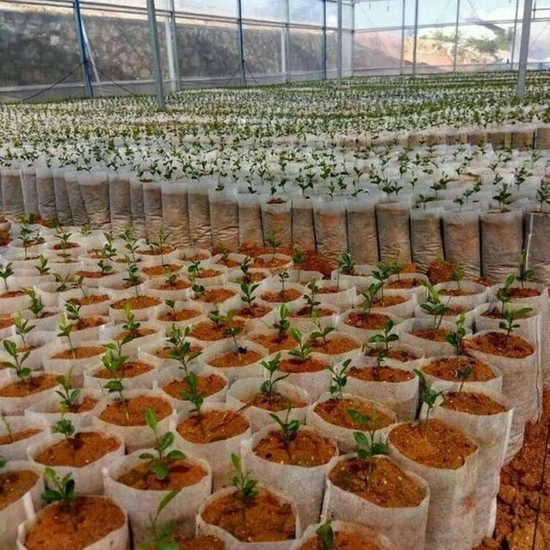 White Grow Bag 9,5 x 34,5 cm 2,45L 50 sztuk - biodegradowalne doniczki materiałowe do rozsad