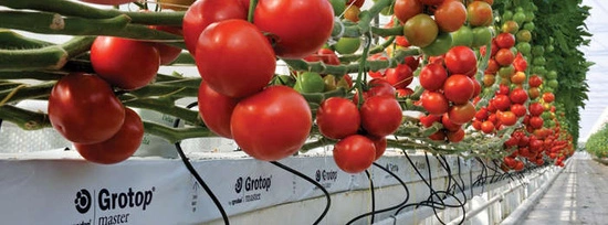 Grodan Mata z Wełny Mineralnej Grotop Master® 100x15x7,5cm / 2 warstwy włókien | 1 sztuka