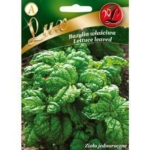Nasiona Bazylii Zielonej Lettuce leaved 1g