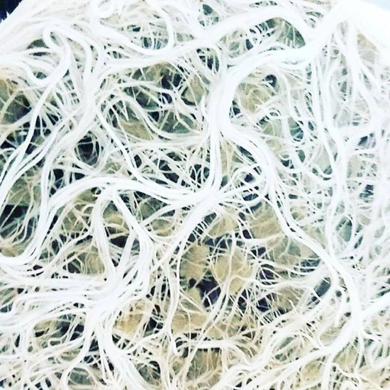 Plant Success King Crab 100ml – naturalny stymulator korzeni i gleby, zwiększa fosfor 