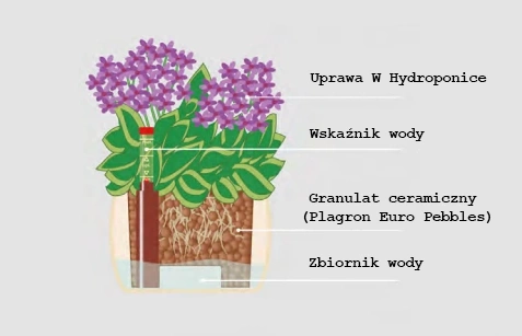 ZESTAW DO HYDROPONIKI LENI DONICZKA CORONA srebrna 11/9 + WKŁAD + WSKAŹNIK H9