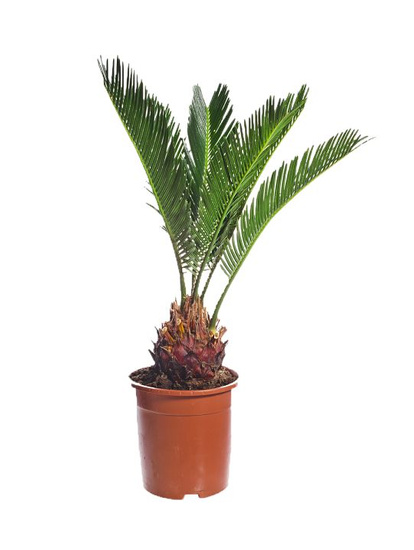Growth Technology Palm Focus składnik odżywczy dla palm 100ml